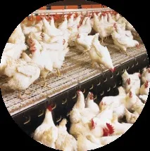 Курка в LavkaLavka, #кращі продуктиУкраїни - LAVKALAVKA Газета кращі