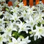 луковични имена