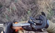 видове видове
