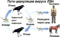 снимки лечение