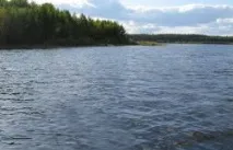 щука платика щука платика