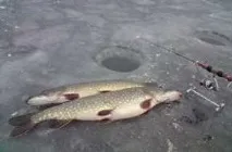 през щука