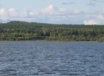 щука платика щука платика