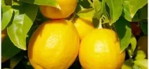 Лимон і цибуля від лупи, лікування хвороби лупи