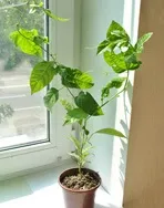 passiflora