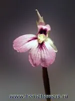 arrowroot arrowroot