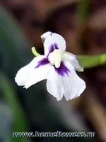 arrowroot arrowroot