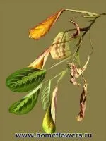 arrowroot стайни