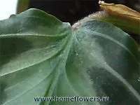 arrowroot arrowroot