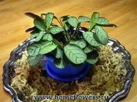 стайни arrowroot