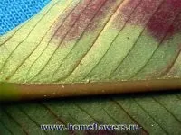 цветя arrowroot