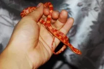 Маїсовий полоз полоз