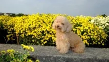 Мініатюрний пудель фото, опис породи мініатюрний