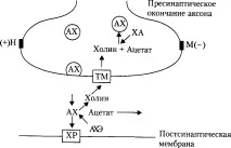 Медіатор ацетилхолін та механізми його діїАцетилхолін здійснює передачу нервових імпульсів у механізми