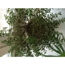 умира жителите Нижни