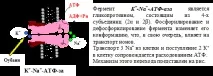 образуване образуване
