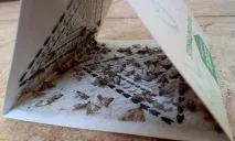 Мучна міль як позбутися, шкода від комахи, як вивести препаратами та народними засобами, міль