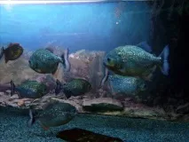 Моспрогулянка Таємниці підводного світу на ВВЦ підводного