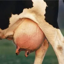 млечните млечните