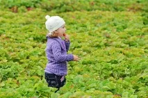 капково напояване добив тона