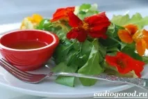 настурция Снимка настурция