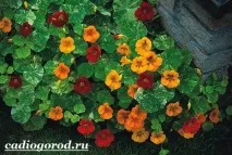 време покой настурция
