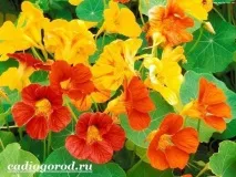 време покой настурция Снимка