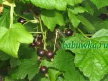 билковите гърло