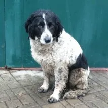 котки кучета