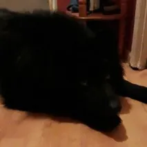 кучета намерени