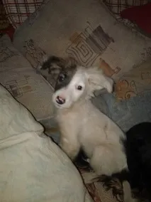Не бійтеся брати собаку з вулиці брати