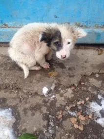 Не бійтеся брати собаку з вулиці бійтеся