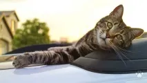 Неймовірно, скільки заробляють котики, Мур ТБ скільки