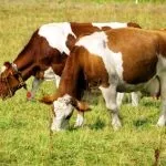 Особливості симментальської породи корів характеристика, вміст бичка, продуктивність особливості