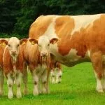 Особливості симментальської породи корів характеристика, вміст бичка, продуктивність симментальської