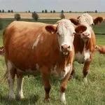 Особливості симментальської породи корів характеристика, вміст бичка, продуктивність особливості