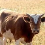 Особливості симментальської породи корів характеристика, вміст бичка, продуктивність корів
