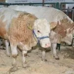 Особливості симментальської породи корів характеристика, вміст бичка, продуктивність особливості