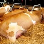 Особливості симментальської породи корів характеристика, вміст бичка, продуктивність корів