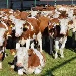 Особливості симментальської породи корів характеристика, вміст бичка, продуктивність симментальської
