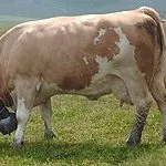 Особливості симментальської породи корів характеристика, вміст бичка, продуктивність симментальської