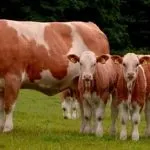 Особливості симментальської породи корів характеристика, вміст бичка, продуктивність корів