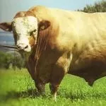 Особливості симментальської породи корів характеристика, вміст бичка, продуктивність особливості