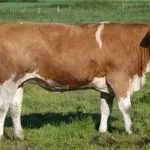 Особливості симментальської породи корів характеристика, вміст бичка, продуктивність корів