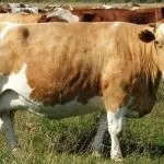 Особливості симментальської породи корів характеристика, вміст бичка, продуктивність симментальської