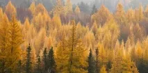 осіннє