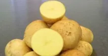 картофи сорта