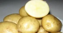 сорта описание