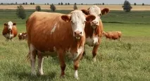 Особливості симментальської породи корів характеристика, вміст бичка, продуктивність особливості