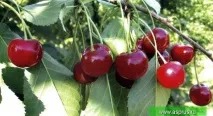 черешова основни